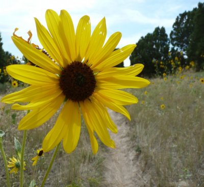 city creek area sunflowers and bike trail P1040095.JPG