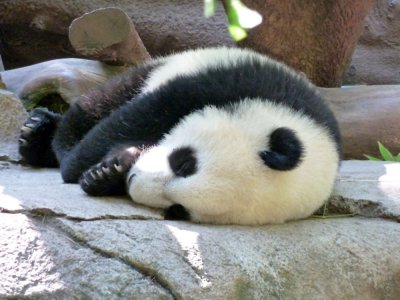 Sleeping Baby Panda at San Diego Zoo P1000486.jpg