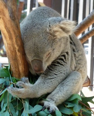 Sleeping Koala at San Diego Zoo P1000375.jpg