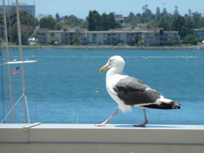 San Diego Seagull P1000620.jpg