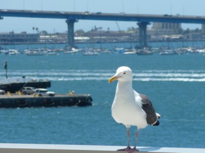 San Diego Seagull P1000622.jpg