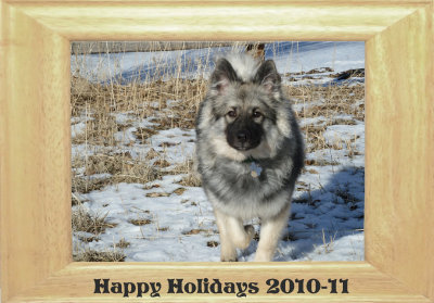 holidaycard2010 -  Wolfi der Wolfspitz