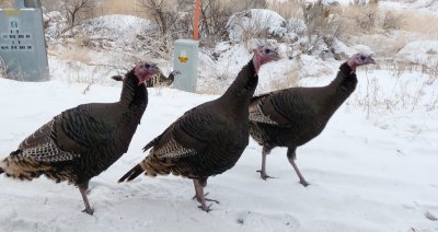 Wild Turkeys smallfile P1040335.jpg