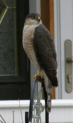 Hawk at bird feeder post PC140160.jpg