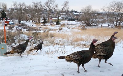 Wild Turkeys on Pocatello Creek Road smallfile P1040336.jpg