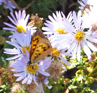 Butterfly on Fleabane DSCF5971.jpg