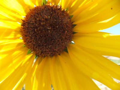sunflower DSCF5892.jpg