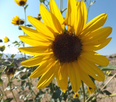 sunflowers DSCF5887.jpg