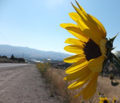 sunflowers DSCF5901.jpg