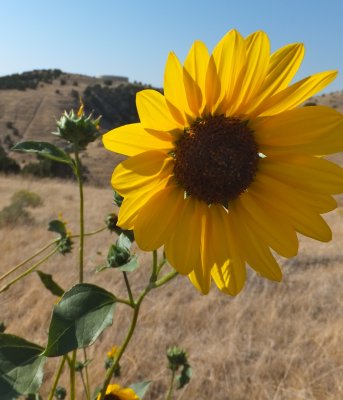 sunflowers DSCF5918.jpg