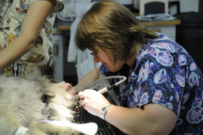 Crystal Shropshire, DVM,  of Alameda Pet Hospital, cleaning Putnam's Teeth _DSC3073