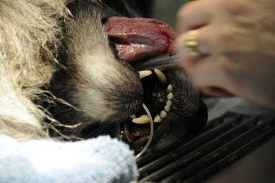 Putnam the Doggie during Dental Cleaning by Crystal Shropshire DVM _DSC3074.jpg