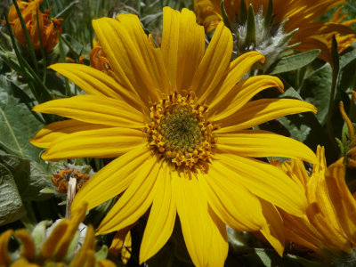 Arrowleaf Balsamroot on the Research Trail at Gibson Jack P1020631.jpg