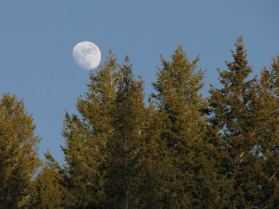 Moon rising over the treetops IMG_1125.jpg