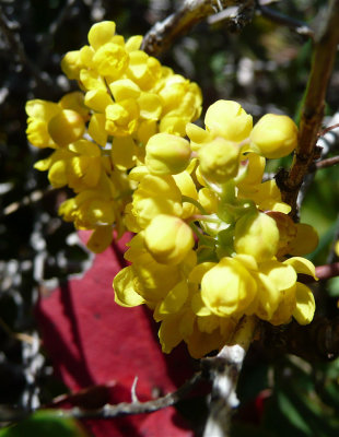 Oregon Grape at Gibson Jack P1020624.jpg