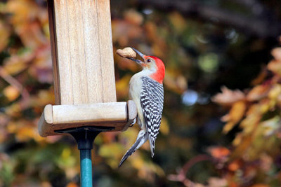 IMG_9896_20081102e.jpg