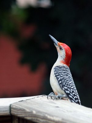 IMG_2400_20090606e.jpg