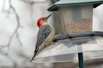 Woodpeckers