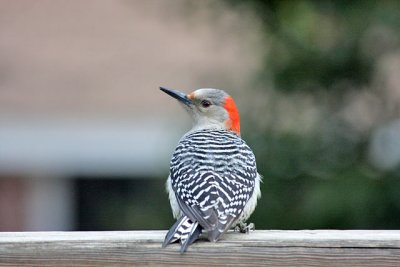 IMG_2333_20080126e.jpg
