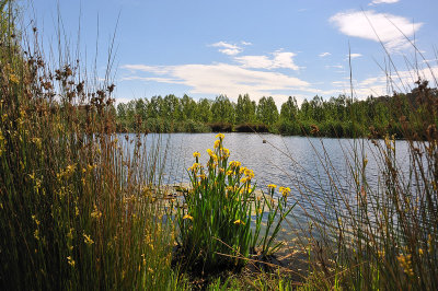 Daffodils by the lake ~