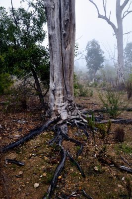 Exposed roots