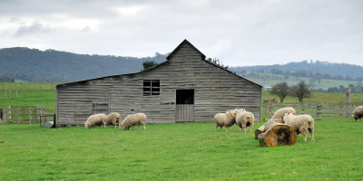 Sheep farm ~