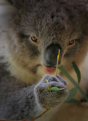 Koala and gum leaf ~*