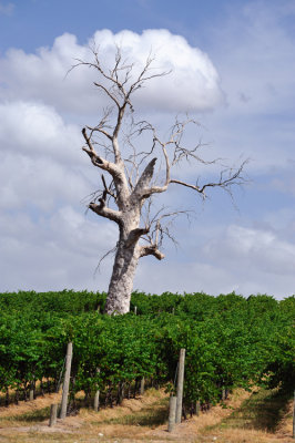 Dead tree in the vineyard