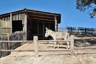 Donkey in stable