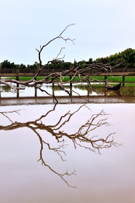 River branch reflection