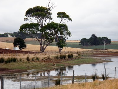 Wynyard farmland