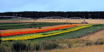 Tulip field - Table Cape