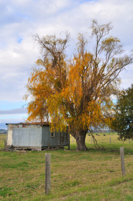 Shed and Autumn tree