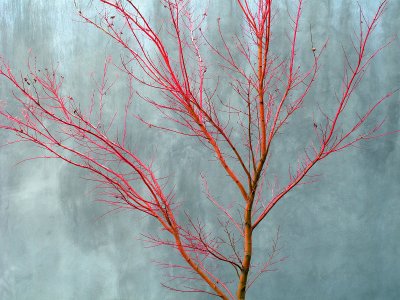 Pink branches