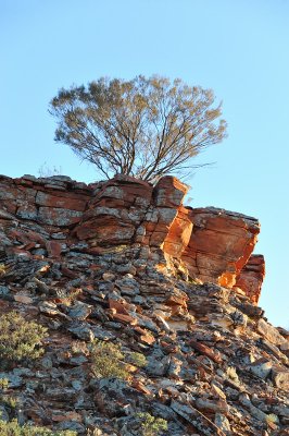 Bush on the rocks