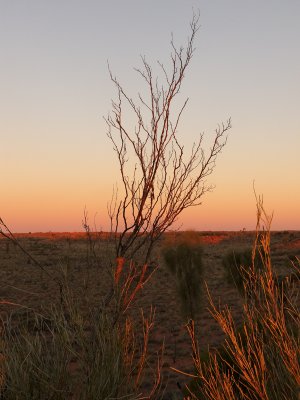 Evening landscape