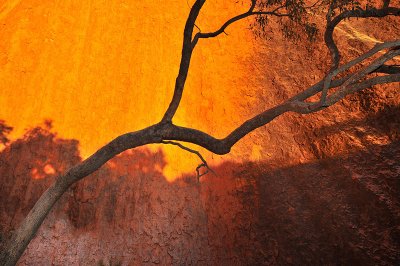 Tree branch and Ayers Rock
