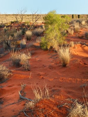 Outback terrain 7