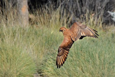 Hawk inflight