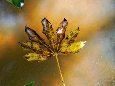 Autumn leaf in pond
