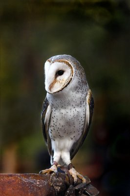 owl ~