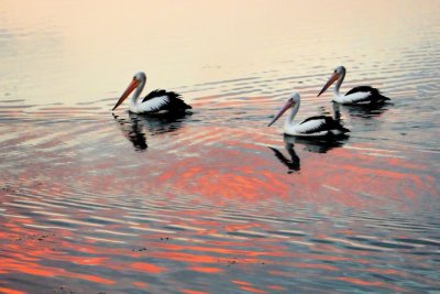 Pelicans on the lake ~