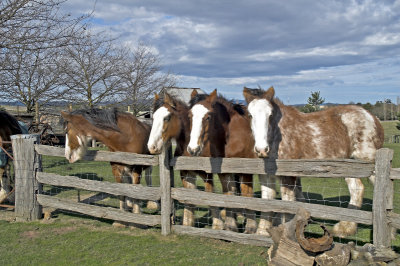 Horses at the Gate
