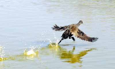 Duck take off ~