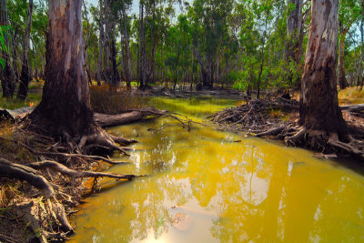 River roots