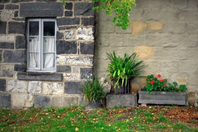 Window and pot plants