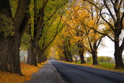 Avenue in Autumn ~