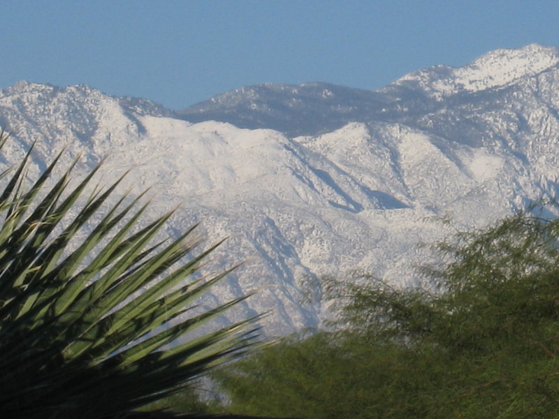 (Backyard in Palm Desert)