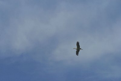 stork in flight, Cigoc