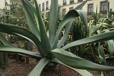 gardens, Palacio Nacional